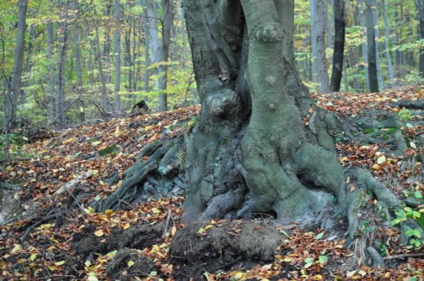 Kliknite pre zobrazenie veľkého obrázka