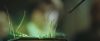gof_trailer_2_0802.jpg
