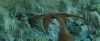 gof_trailer_2_0900.jpg