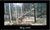 LondonTaxiTour_Com-Harry-Potter-Filming-Harry-Potter-and-The-Deathly-Hallows-Swinley-Forest-Bracknell.jpg